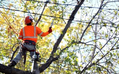 Is a Leaning Tree Dangerous? A Millersville, MD Guide