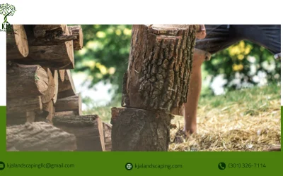 When Should You Trim Trees in Glen Burnie, MD?